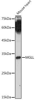 MGLL Rabbit pAb