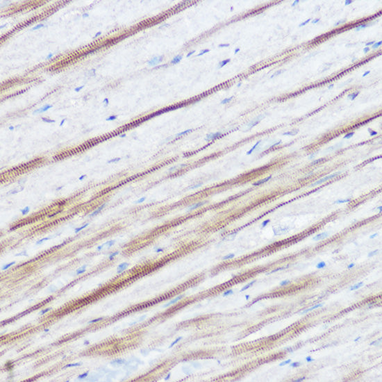 MGLL Rabbit pAb