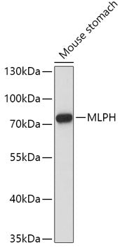 MLPH Rabbit pAb