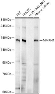 MMRN1 Rabbit pAb