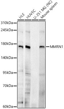 MMRN1 Rabbit pAb