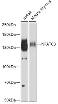 NFATC3 Rabbit pAb