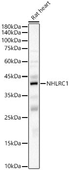 NHLRC1 Rabbit pAb