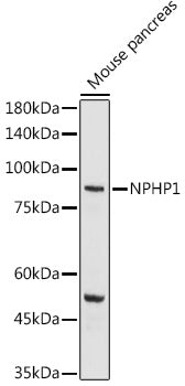 NPHP1 Rabbit pAb