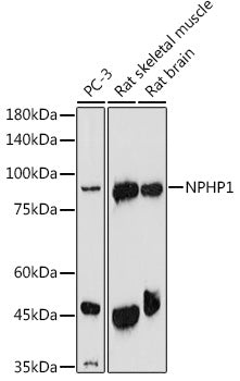 NPHP1 Rabbit pAb