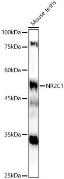 NR2C1 Rabbit pAb
