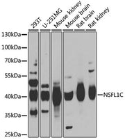 NSFL1C Rabbit pAb