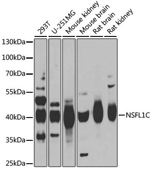 NSFL1C Rabbit pAb