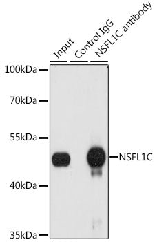 NSFL1C Rabbit pAb