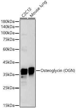 Osteoglycin (OGN) Rabbit pAb