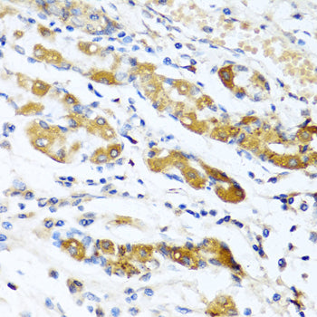 Osteoglycin (OGN) Rabbit pAb