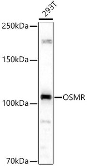 OSMR Rabbit pAb