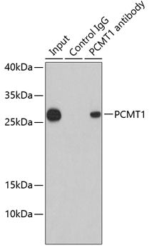 PCMT1 Rabbit pAb