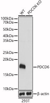 [KO Validated] PDCD6 Rabbit pAb