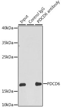 [KO Validated] PDCD6 Rabbit pAb