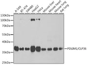 PDLIM1/CLP36 Rabbit pAb