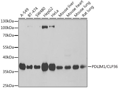 PDLIM1/CLP36 Rabbit pAb