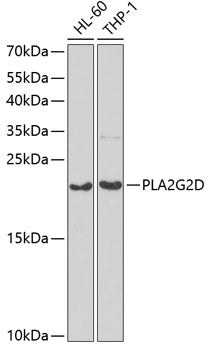 PLA2G2D Rabbit pAb