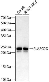 PLA2G2D Rabbit pAb