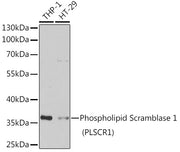 Phospholipid Scramblase 1 (PLSCR1) Rabbit pAb