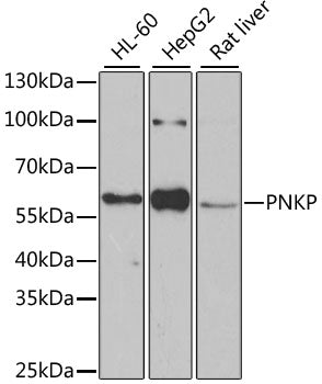PNKP Rabbit pAb