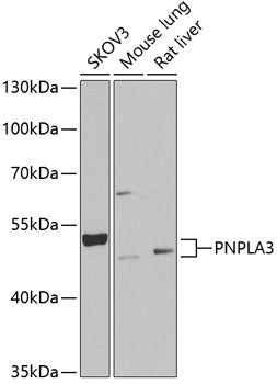 PNPLA3 Rabbit pAb