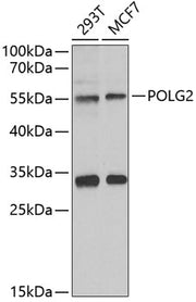 POLG2 Rabbit pAb