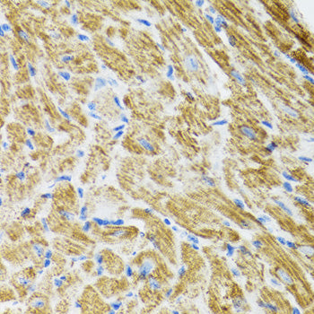 POLG2 Rabbit pAb