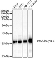 PP2A Catalytic α Rabbit pAb