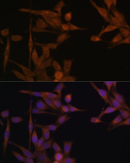 PP2A Catalytic α Rabbit pAb