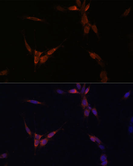 PP2A Catalytic α Rabbit pAb