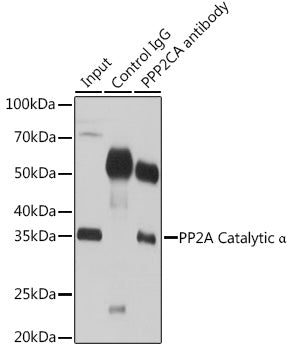 PP2A Catalytic α Rabbit pAb