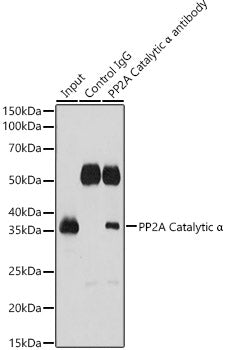 PP2A Catalytic α Rabbit pAb