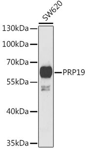 PRP19 Rabbit pAb
