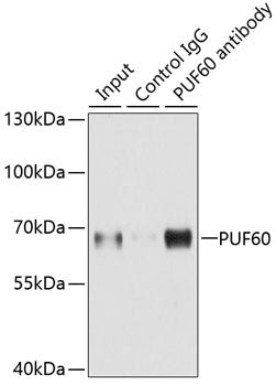 PUF60 Rabbit pAb
