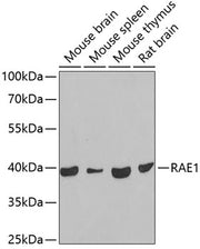 RAE1 Rabbit pAb