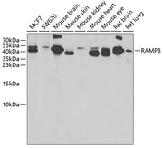 RAMP3 Rabbit pAb