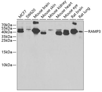 RAMP3 Rabbit pAb