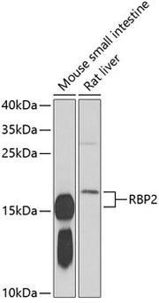 RBP2 Rabbit pAb