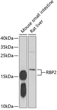 RBP2 Rabbit pAb