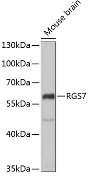 RGS7 Rabbit pAb
