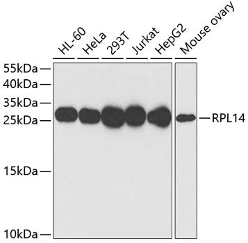RPL14 Rabbit pAb