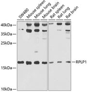 RPLP1 Rabbit pAb
