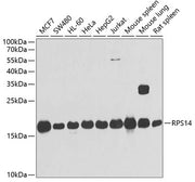RPS14 Rabbit pAb