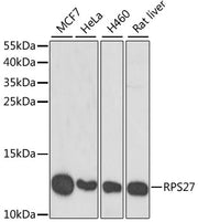 RPS27 Rabbit pAb