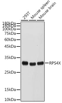 RPS4X Rabbit pAb