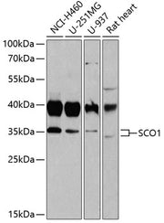 SCO1 Rabbit pAb