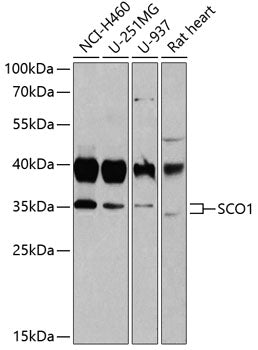SCO1 Rabbit pAb