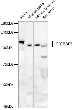 SECISBP2 Rabbit pAb
