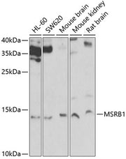 MSRB1 Rabbit pAb